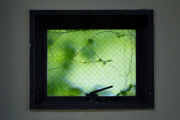 蔦の絡まる窓