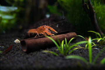 cambarellus patzcuarense