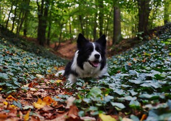 Adorable Border Collie Lies Down in Forest. Happy Black and White Dog Smiles in Nature.