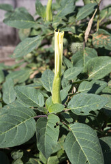 マンダラケの花のつぼみ