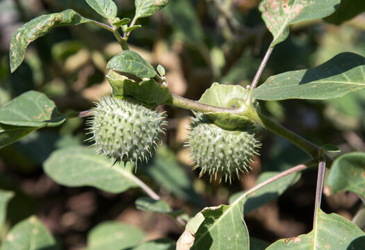 38 Best 朝鮮朝顔 Images Stock Photos Vectors Adobe Stock