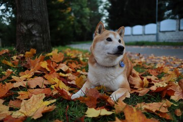 Adorable Shiba Inu Lies Down on Fallen Autumn Leaves during Fall Season. Shiba is a Japanese Breed Dog.