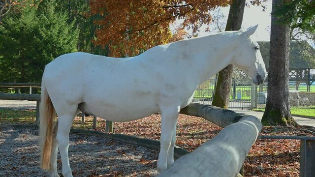 White Lipizzaner horse behind the fence, Brdo park, Slovenia, government venue for diplomatic meetings. This noble horse breed is famous for its elegance. Wide angle, real time, handheld