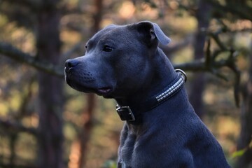 Close-up of Side Portrait of Staffordshire Bull Terrier in the Forest.  Head of Blue Staffy in the Nature.