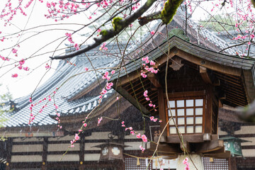 日本　石川県金沢市、尾山神社の拝殿と梅