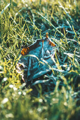 Fototapety na wymiar - Fototapeta24.pl