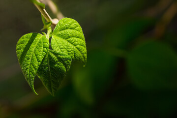 Fototapeta na wymiar Pole bean leaf on blurred background