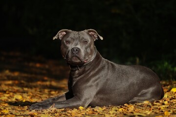 Serious Staffordshire Bull Terrier Lies Down on Colorful Autumn Fallen Leaves. Adorable Blue Staffy...