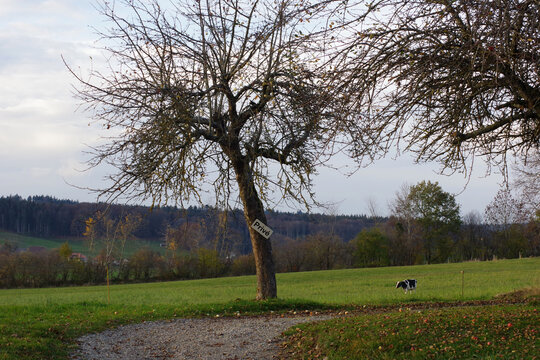 Arbre nu devant une propri&eacute;t&eacute; priv&eacute;e