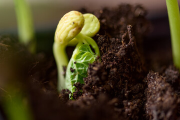 Growing seed Bean Plant
