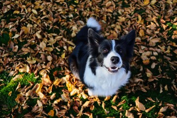 Top View of Smiling Border Collie Sitting Down on Fallen Autumn Leaves during Sunny Day. Top-Down Picture of Black and White Happy Dog in Fall Season.