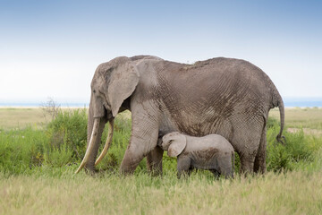 Fototapeta na wymiar African elephant (Loxodonta africana) mother feeding baby, Amboseli national park, Kenya.