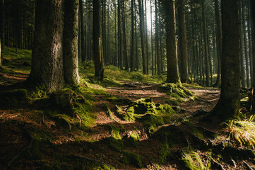 Fairy forest in mountains