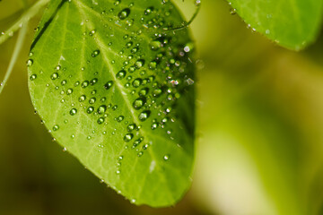 water drops on green leaf on blurred background