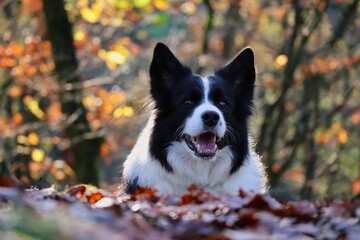 Adorable Border Collie Smiles at camera while Lying Down in Autumn Forest. Cute Black and White Dog lying in Fallen Leaves.