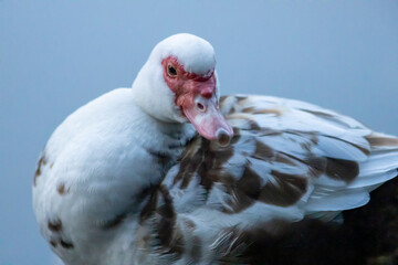 Muscovy duck closeup looking around with red beak and face in brown and white feather trim against a blue pond background