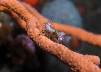 Blue-striped hermit crab (Pagurus liochele) sitting on a sea fan.