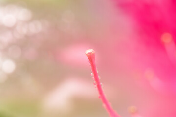 ツツジと雌しべ