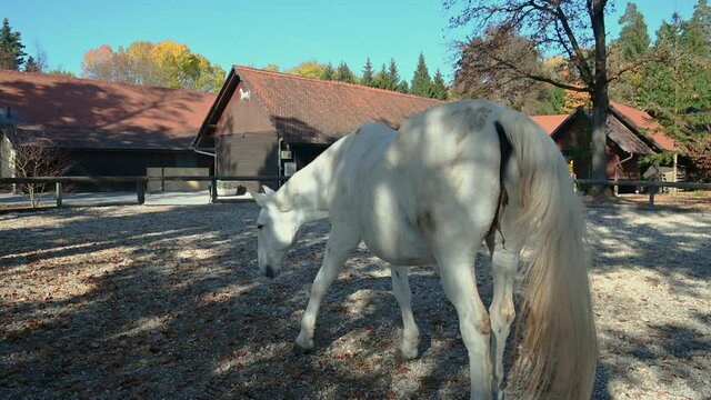 White Lipizzaner horse behind the fence, Brdo park, Slovenia, government venue for diplomatic meetings. This noble horse breed is famous for its elegance. Wide angle, real time