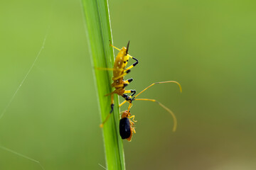 Insects in Wildlife
