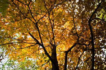 Fototapeta na wymiar Golden autumn leaves in the sun on a tree