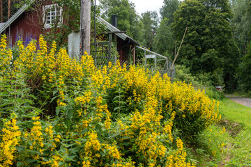 Yellow-blooming tall plants in front of a red Swedish cottage with an overgrown garden