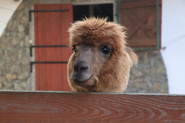 close up of an alpaca head