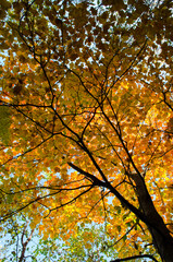 Autumn colorful tree in the park