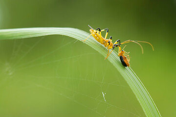 Insects in Wildlife