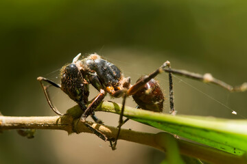 Insects in Wildlife
