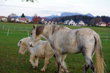 Cheval au pré