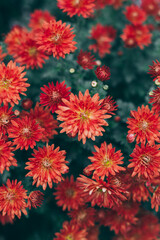 Bright red Chrysanthemums flowers in a autumn garden.