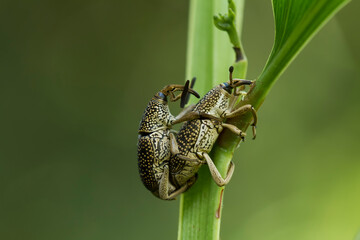 Insects in Wildlife