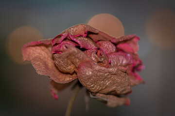 Close up of a dried rose with shallow depth of field and bokeh