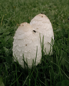mushroom in the grass