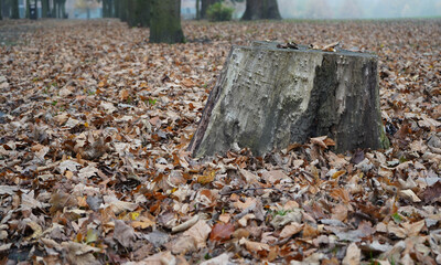 autumn leaves on the ground with the tree stump