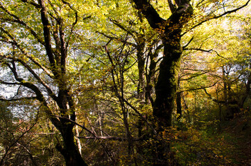 Fototapeta premium Sunny day in the woods in november
