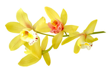 yellow and pink orchid branch isolated on white