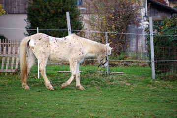 Vieux poney appaloosa au pré