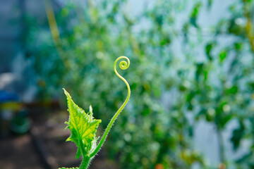 A close up of a tendril growing on a cucumber plant.  The plants in the greenhouse non-GMO, vegetarian food