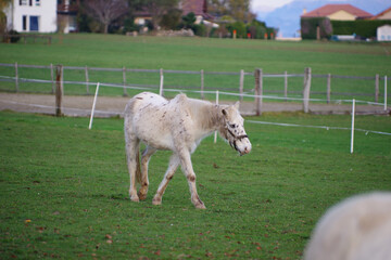 Vieux poney appaloosa au pré