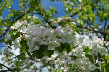 tree flowers