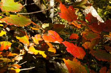 Autumn red and orange leaves in nature