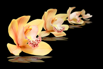 collage of yellow and pink orchid flowers isolated on black