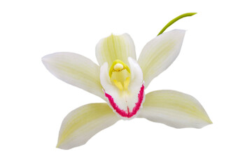 lite yellow orchid flower isolated on white