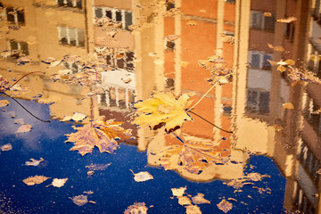 Building is reflected in puddle with fallen leaves maple and birch