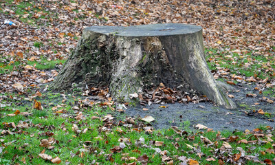 autumn leaves on the ground