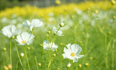 白いコスモスの花畑