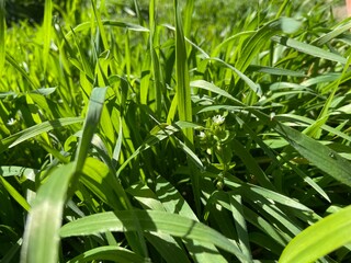 Naklejka premium grass
