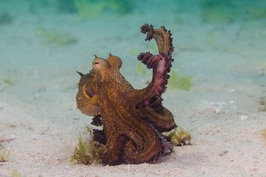 Common Octopus (Octopus Vulgaris) Trying To Camouflage Itself On The Sea Floor Twirling Its Arms.